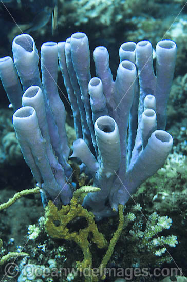 Tube Sponge photo
