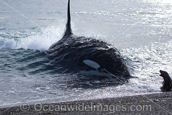 Orca attacking sea lion on shore photo
