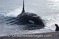 Orca attacking sea lion on shore Photo - Chantal Henderson