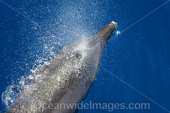Bottlenose Dolphin blowing on surface photo