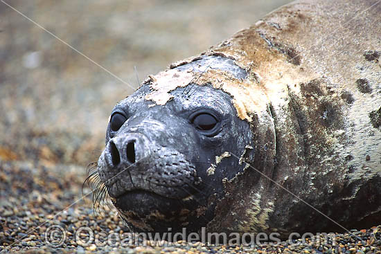 Southern Elephant Seal photo