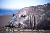 Southern Elephant Seal pup Photo - Chantal Henderson