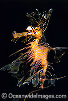 Leafy Seadragon Phycodurus eques Photo - Gary Bell