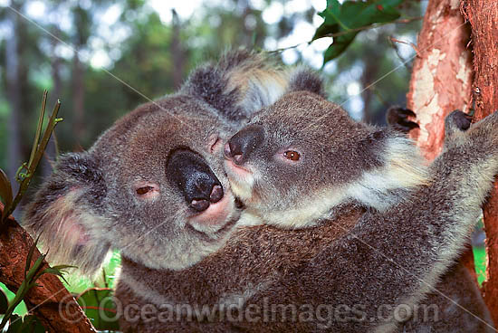 Koala mother with cub photo