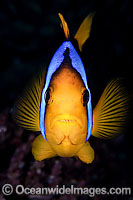 Orange-fin Anemonefish Photo - Gary Bell