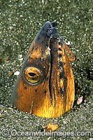 Black-finned Snake Eel Photo - Gary Bell
