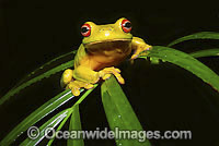 Red-eyed Tree Frog on palm frond Photo - Gary Bell