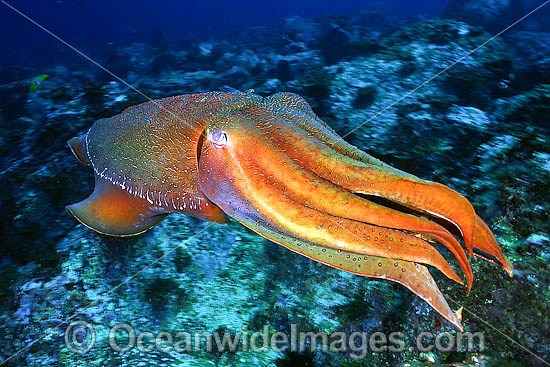 giant-cuttlefish-24M1611-74D.jpg