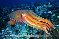 Giant Cuttlefish Sepia apama Photo - Gary Bell