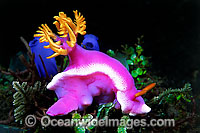 Pink Dorid Nudibranch Photo - Gary Bell