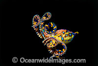 Blue-ringed Octopus Photo - Gary Bell