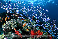 Schooling Fish and coral Photo - Gary Bell