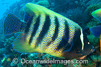 Six-banded Angelfish Pomacanthus sexstriatus Photo - Gary Bell