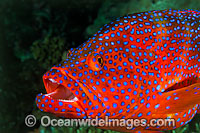 Coral Grouper Photo - Gary Bell
