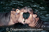 Hippopotamus pair mouthing Photo - Gary Bell
