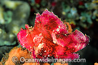 Leaf Scorpionfish pink phase Photo - Gary Bell