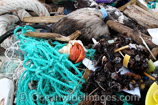 Hermit crab living in pollution photo