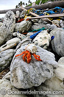 Hermit crab living in rubbish Photo - Inger Vandyke