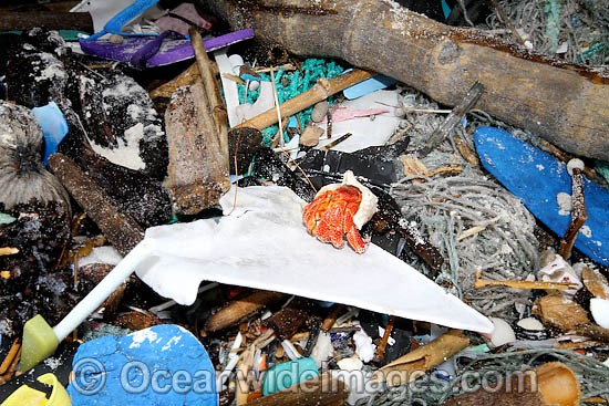 Hermit crab living in garbage photo