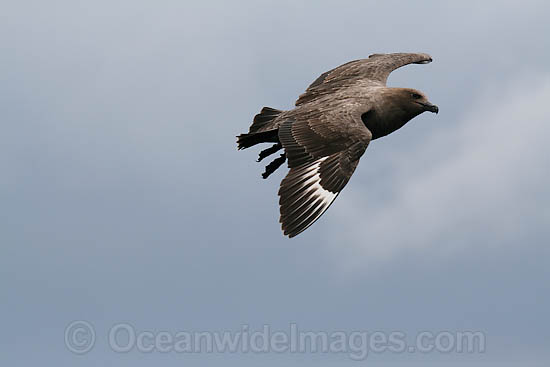 Brown Skua adult with chick photo