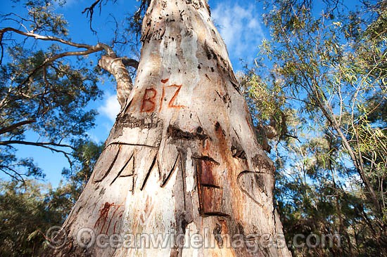 Giant River Red Gum photo