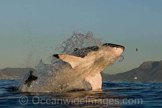 great white shark breaching wallpaper