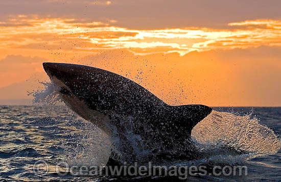 Great White Shark breaching photo