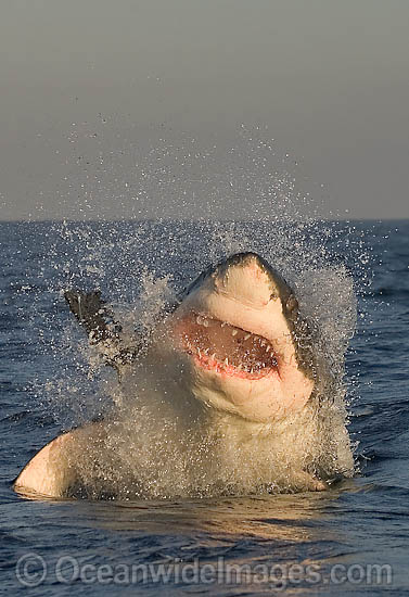 shark predation