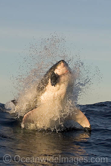 Great White Shark predation photo