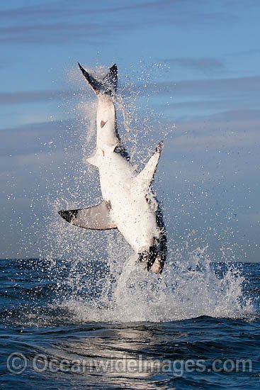 Great White Shark breaching photo