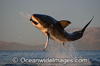 Great White Shark predation Photo - Chris & Monique Fallows
