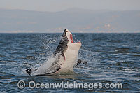 Great White Shark hunting seal Photo - Chris & Monique Fallows