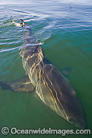 Great White Shark on surface Photo - Chris & Monique Fallows