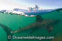 Great White Shark on surface Photo - Chris & Monique Fallows