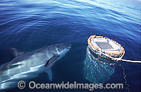 Great White Shark near shark cage Photo - Chris & Monique Fallows