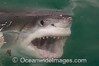 Great White Shark jaws Photo - Chris & Monique Fallows