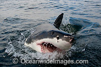 Great White Shark jaws Photo - Chris & Monique Fallows