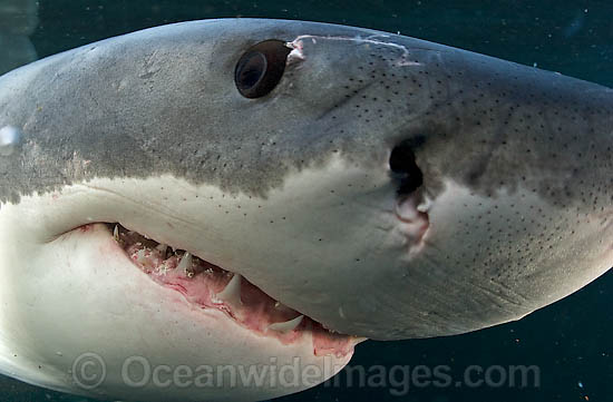 Great White Shark jaws underwater photo