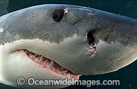 Great White Shark jaws underwater Photo - Chris & Monique Fallows