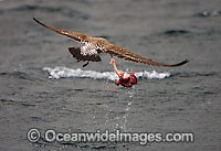 Cape Gull feeding on Seal entrails Photo - Chris & Monique Fallows
