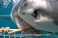 Great White Shark biting cage Photo - Chris & Monique Fallows