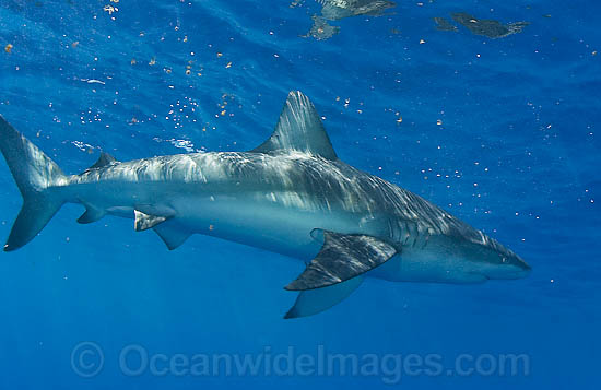 Pigeye Shark photo