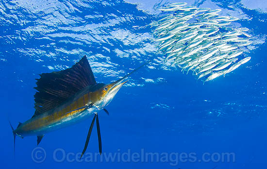 Sailfish feeding on schooling sardines photo