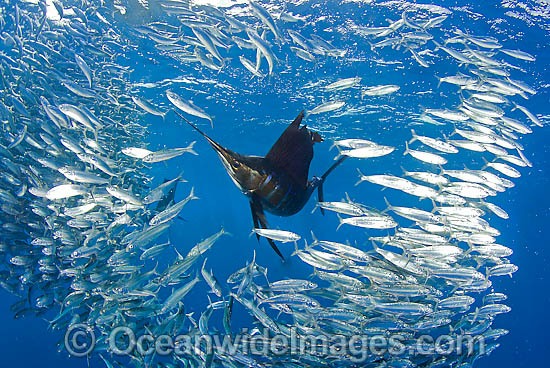 Sailfish feeding on sardines photo