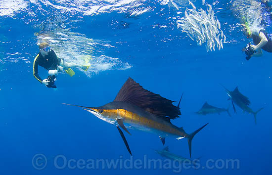 Snorkel divers and Sailfish photo