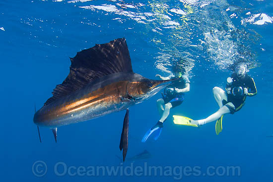 Snorkel divers and Sailfish photo