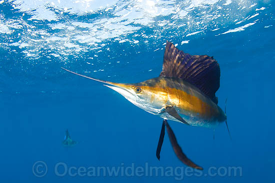 Atlantic Sailfish photo