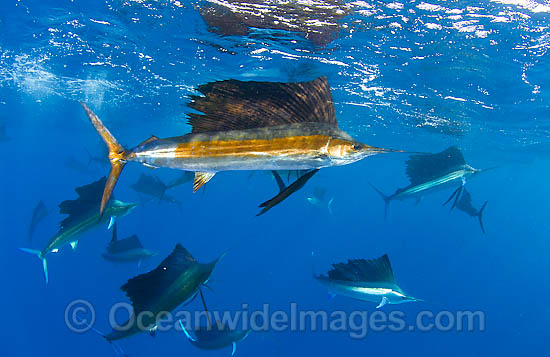 Large group of Sailfish photo
