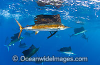 Large group of Sailfish Photo - Chris & Monique Fallows