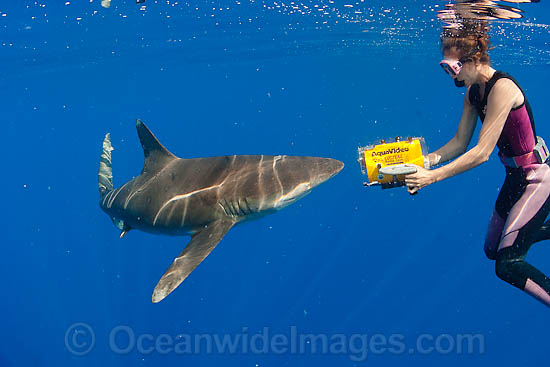 Oceanic Whitetip Shark and photographer photo